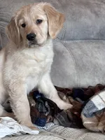 Shelby , a female Golden Retriever for sale in Nathalie, VA – Photo 6 of 8