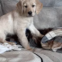 Shelby , a female Golden Retriever for sale in Nathalie, VA – Photo 8 of 8