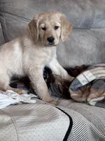 Shelby , a female Golden Retriever for sale in Nathalie, VA – Photo 8 of 8