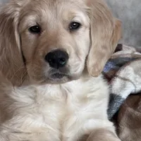 Shelby , a female Golden Retriever for sale in Nathalie, VA – Photo 4 of 8