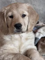 Shelby , a female Golden Retriever for sale in Nathalie, VA – Photo 4 of 8