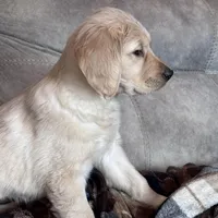 Shelby , a female Golden Retriever for sale in Nathalie, VA – Photo 3 of 8