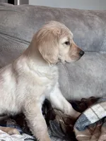 Shelby , a female Golden Retriever for sale in Nathalie, VA – Photo 3 of 8