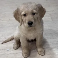 Shelby , a female Golden Retriever for sale in Nathalie, VA – Photo 2 of 8