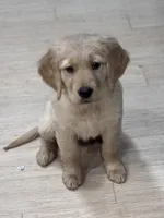 Shelby , a female Golden Retriever for sale in Nathalie, VA – Photo 2 of 8