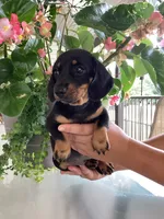 Sara , a female Miniature Dachshund for sale in Nathalie, VA – 4 of 4