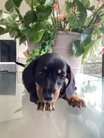 Sara , a female Miniature Dachshund for sale in Nathalie, VA – 3 of 4