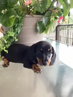 Sara , a female Miniature Dachshund for sale in Nathalie, VA – 2 of 4