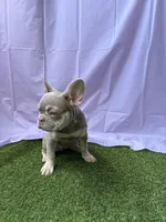 Luna, a female French Bulldog for sale in Fort Lauderdale, FL – 3 of 4