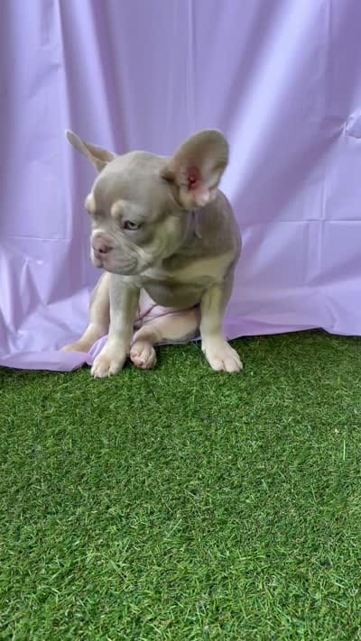 Stella, a female French Bulldog for sale in Fort Lauderdale, FL – 4 of 4