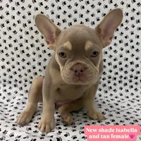 Stella, a female French Bulldog for sale in Fort Lauderdale, FL – 1 of 4
