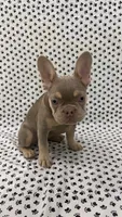 Luna, a female French Bulldog for sale in Fort Lauderdale, FL – 1 of 4