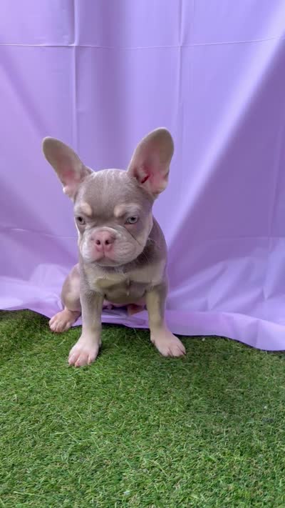 Luna, a female French Bulldog for sale in Fort Lauderdale, FL – 4 of 4