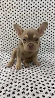 Stella, a female French Bulldog for sale in Fort Lauderdale, FL – 2 of 4
