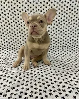 Stella, a female French Bulldog for sale in Fort Lauderdale, FL – 3 of 4