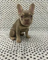 Luna, a female French Bulldog for sale in Fort Lauderdale, FL – 2 of 4