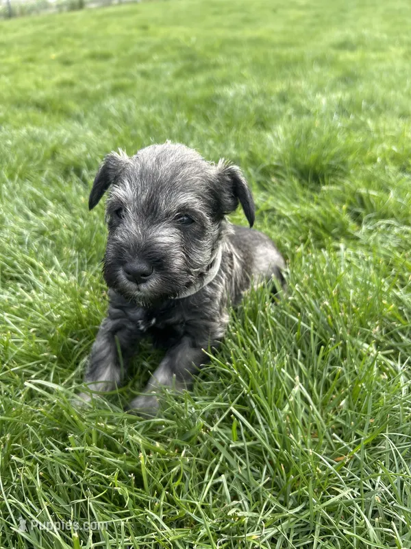 Dill – Miniature Schnauzer puppy for sale in Asotin, WA