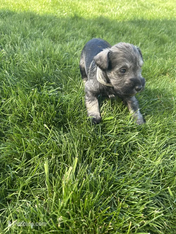 Dill – Miniature Schnauzer puppy for sale in Asotin, WA