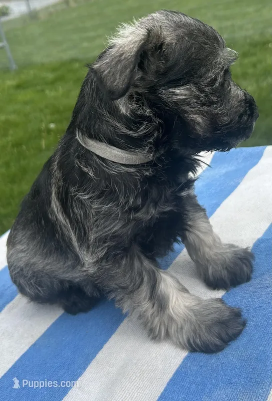 Dill – Miniature Schnauzer puppy for sale in Asotin, WA