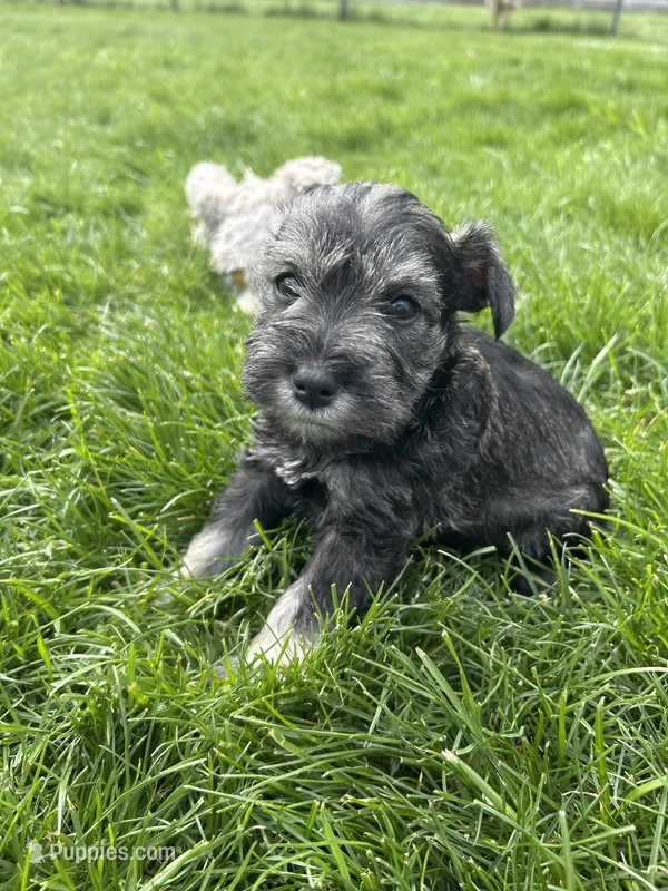 Sneezy – Miniature Schnauzer puppy for sale in Asotin, WA