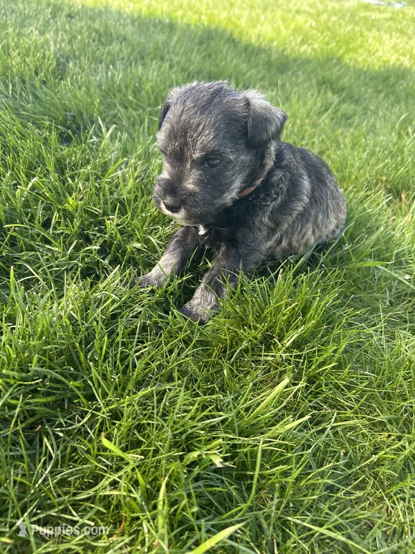 Sneezy – Miniature Schnauzer puppy for sale in Asotin, WA