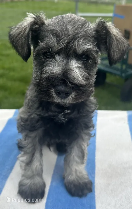 Sneezy – Miniature Schnauzer puppy for sale in Asotin, WA