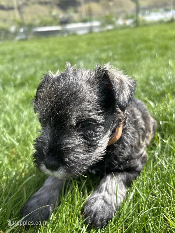 Basil  – Miniature Schnauzer puppy for sale in Asotin, WA