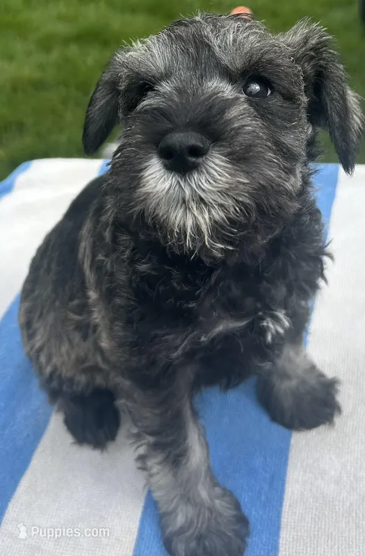 Basil  – Miniature Schnauzer puppy for sale in Asotin, WA
