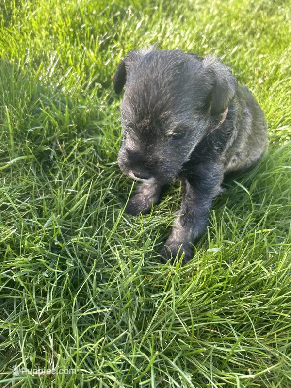 Basil  – Miniature Schnauzer puppy for sale in Asotin, WA