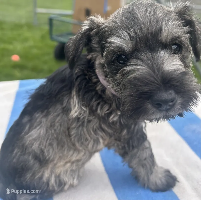 Lavender – Miniature Schnauzer puppy for sale in Asotin, WA