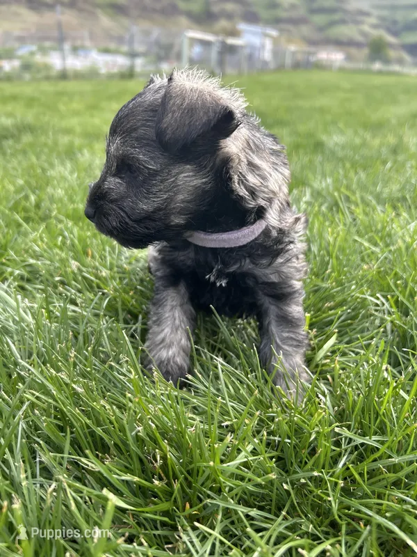 Lavender – Miniature Schnauzer puppy for sale in Asotin, WA
