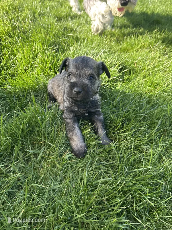 Lavender – Miniature Schnauzer puppy for sale in Asotin, WA