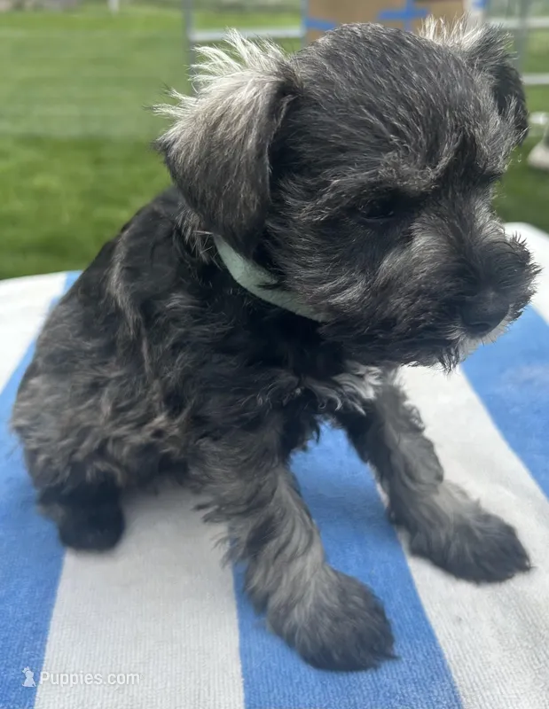 Vebena – Miniature Schnauzer puppy for sale in Asotin, WA