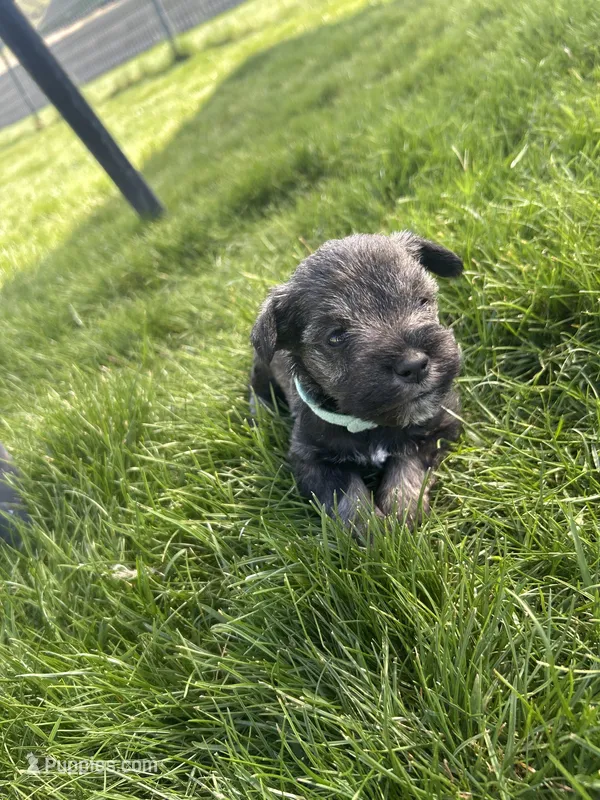 Vebena – Miniature Schnauzer puppy for sale in Asotin, WA