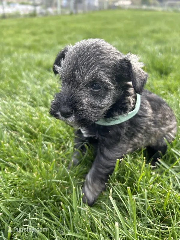 Vebena – Miniature Schnauzer puppy for sale in Asotin, WA