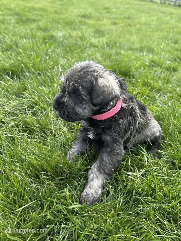 Rosemary  – Miniature Schnauzer puppy for sale in Asotin, WA