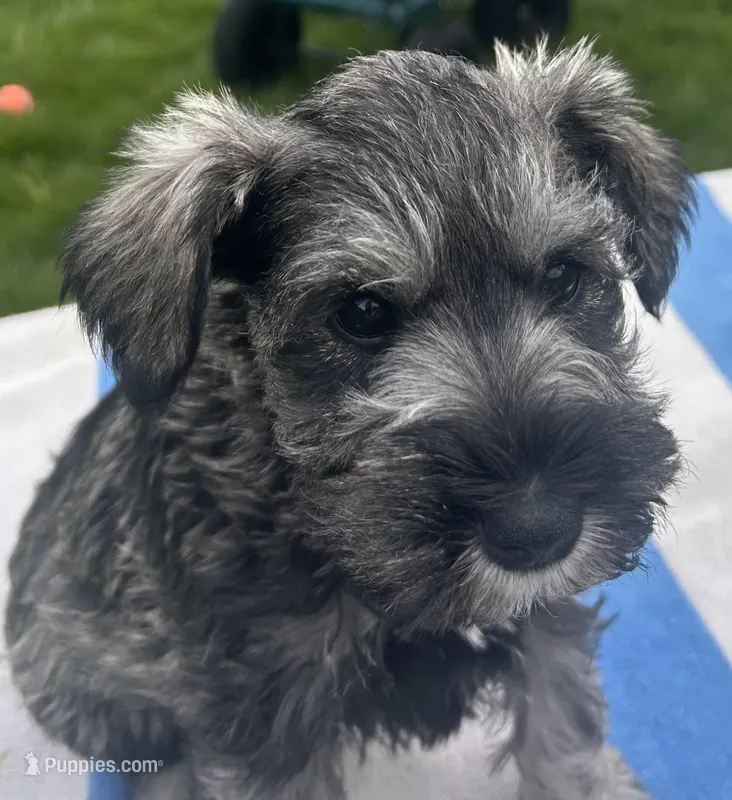 Rosemary  – Miniature Schnauzer puppy for sale in Asotin, WA