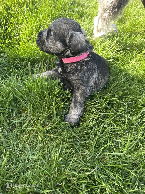 Rosemary  – Miniature Schnauzer puppy for sale in Asotin, WA