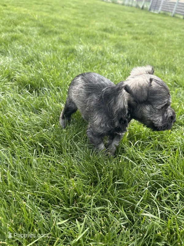 Happy – Miniature Schnauzer puppy for sale in Asotin, WA