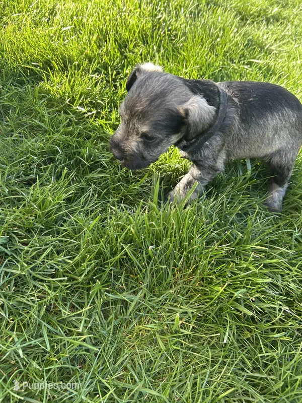 Happy – Miniature Schnauzer puppy for sale in Asotin, WA