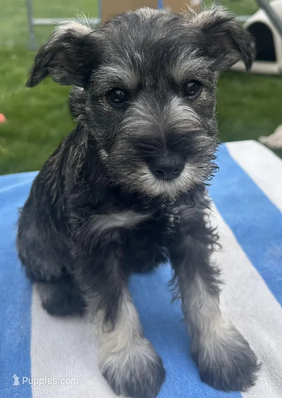 Happy – Miniature Schnauzer puppy for sale in Asotin, WA