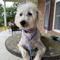 Toy Scout, a male Schnoodle for sale in Aiken, SC – Photo 1 of 4