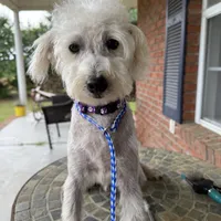 Toy Scout, a male Schnoodle for sale in Aiken, SC – Photo 2 of 4