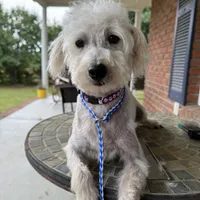 Toy Scout, a male Schnoodle for sale in Aiken, SC – Photo 3 of 4