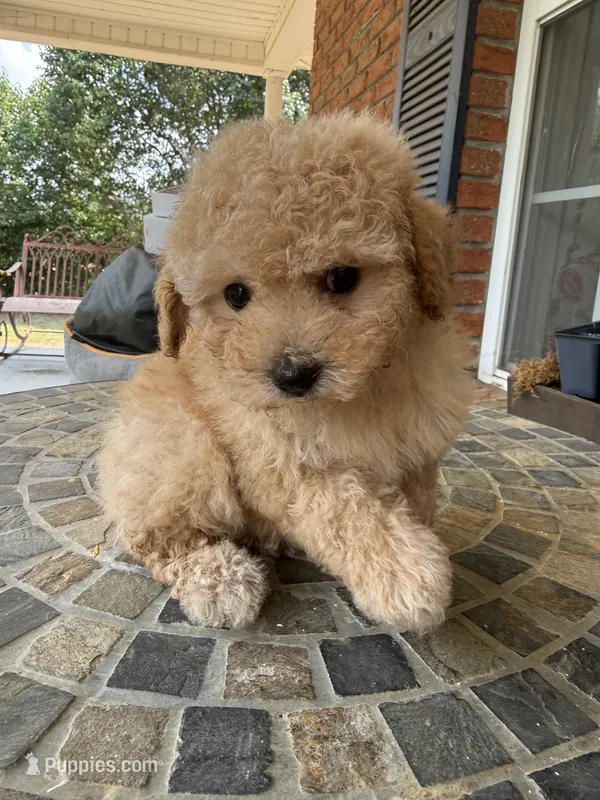 Toy Roxie, a female Poodle - Toy  for sale in Aiken, SC – 1 of 1