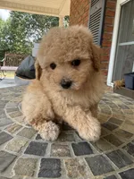 Toy Roxie, a female Poodle - Toy  for sale in Aiken, SC – 1 of 1