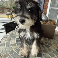 Toy Cookie, a female Schnoodle for sale in Aiken, SC – Photo 1 of 4
