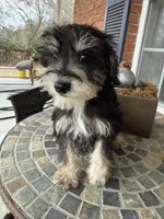 Toy Cookie, a female Schnoodle for sale in Aiken, SC – Photo 1 of 4