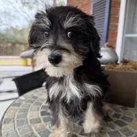 Toy Cookie, a female Schnoodle for sale in Aiken, SC – Photo 3 of 4