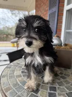 Toy Cookie, a female Schnoodle for sale in Aiken, SC – Photo 3 of 4